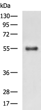 Rabbit Polyclonal Antibody to PPARG