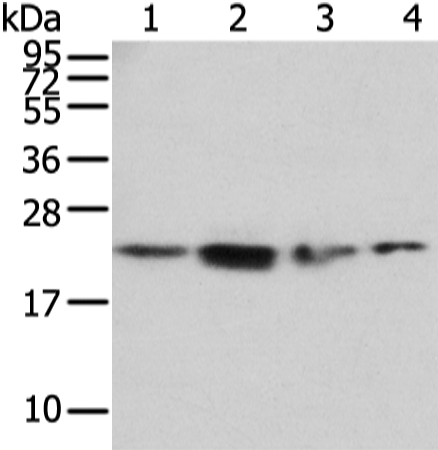 Rabbit Polyclonal Antibody to RAB2A