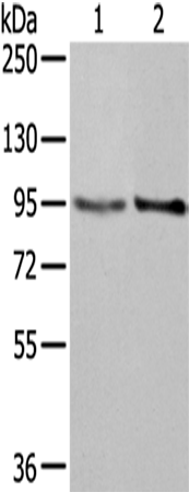 Rabbit Polyclonal Antibody to NUP98