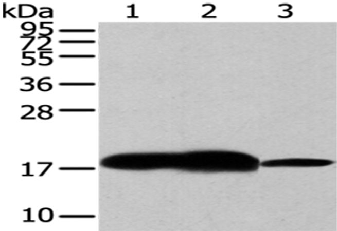 Rabbit Polyclonal Antibody to VAMP2