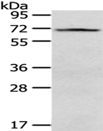 Rabbit Polyclonal Antibody to VGF