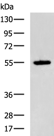 Rabbit Polyclonal Antibody to VIPR1