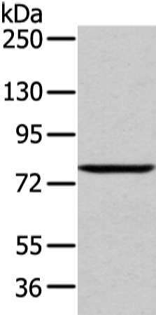Rabbit Polyclonal Antibody to WDR91