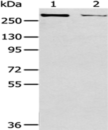 Rabbit Polyclonal Antibody to WNK2