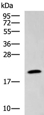 Rabbit Polyclonal Antibody to CD70