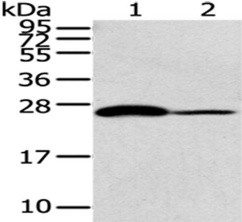 Rabbit Polyclonal Antibody to CD79A