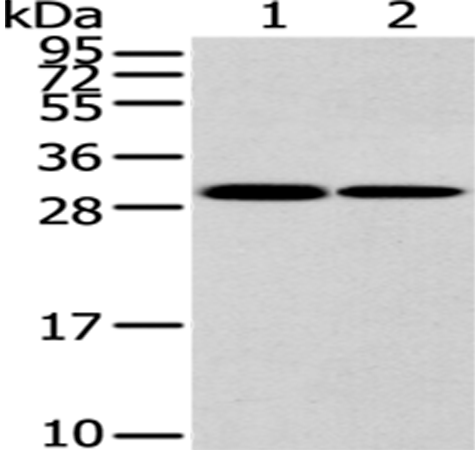 Rabbit Polyclonal Antibody to HNRNPC