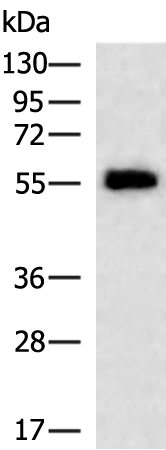Rabbit Polyclonal Antibody to XIAP