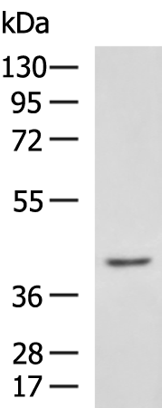 Rabbit Polyclonal Antibody to SOX3