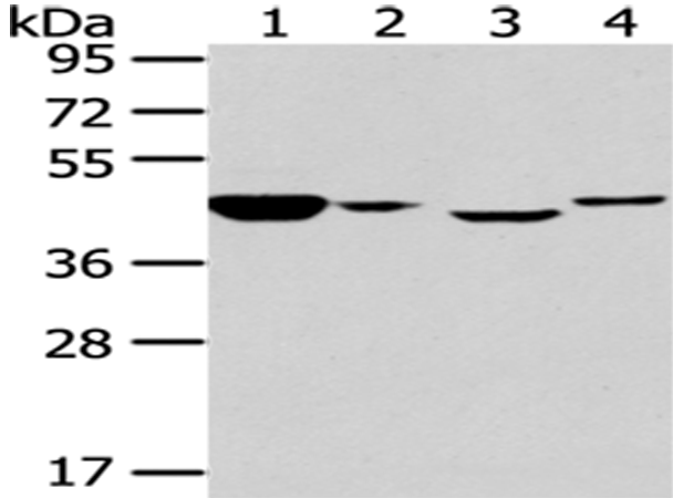 Rabbit Polyclonal Antibody to CHGA