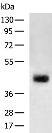 Rabbit Polyclonal Antibody to WNT2