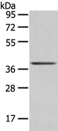 Rabbit Polyclonal Antibody to WNT10A