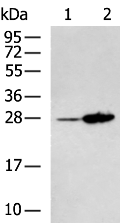 Rabbit Polyclonal Antibody to RHOU