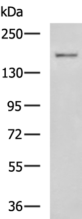 Rabbit Polyclonal Antibody to BAZ1B