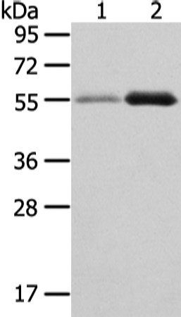 Rabbit Polyclonal Antibody to XKR3