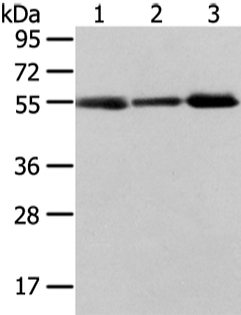 Rabbit Polyclonal Antibody to XKRX
