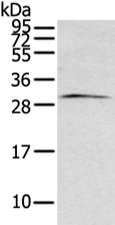 Rabbit Polyclonal Antibody to ZFAND2B