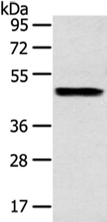 Rabbit Polyclonal Antibody to ZPR1