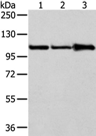 Rabbit Polyclonal Antibody to AP2A1