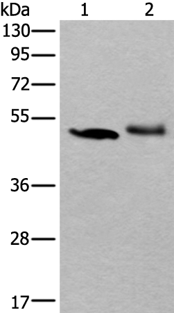 Rabbit Polyclonal Antibody to KRT20