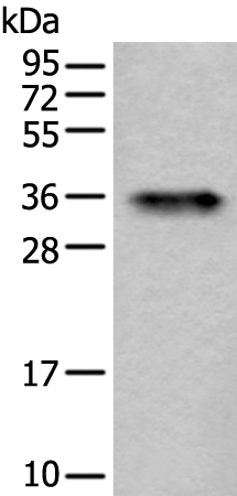 Rabbit Polyclonal Antibody to ATF1