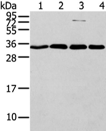 Rabbit Polyclonal Antibody to CBX7