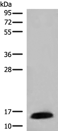 Rabbit Polyclonal Antibody to CCL21