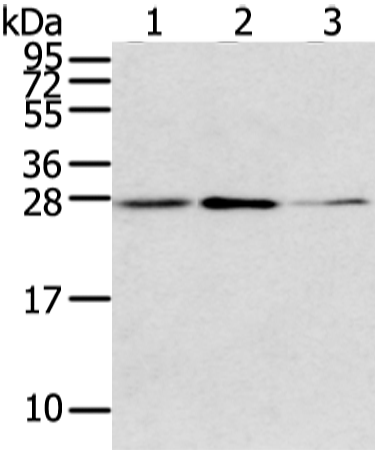 Rabbit Polyclonal Antibody to CLDN15