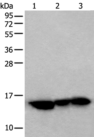 Rabbit Polyclonal Antibody to COX4I1