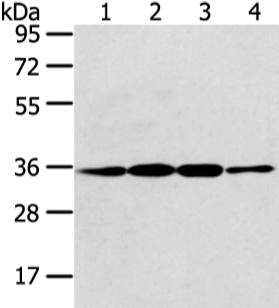 Rabbit Polyclonal Antibody to CDX2