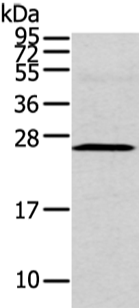 Rabbit Polyclonal Antibody to CFC1