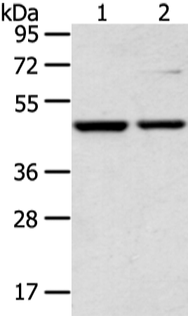 Rabbit Polyclonal Antibody to CTBP1