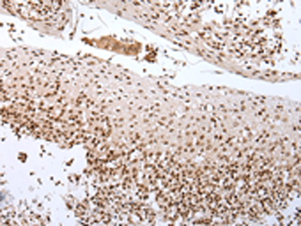 Rabbit Polyclonal Antibody to CUL1