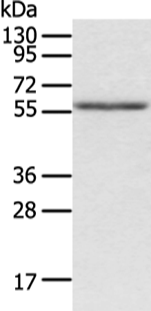 Rabbit Polyclonal Antibody to ACVRL1