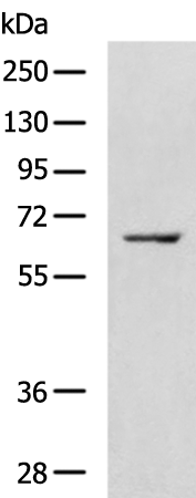 Rabbit Polyclonal Antibody to ATG16L1