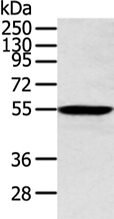 Rabbit Polyclonal Antibody to ALDH2