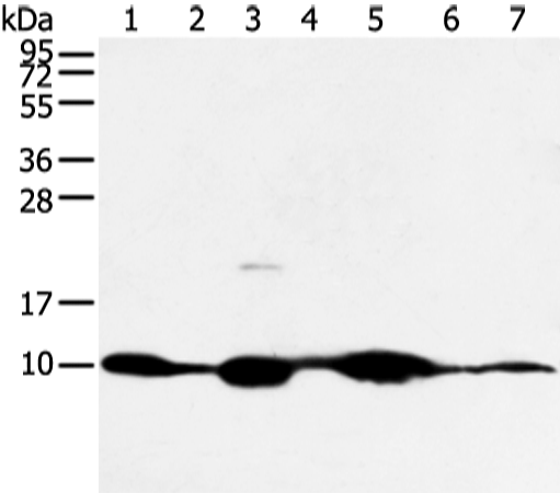 Rabbit Polyclonal Antibody to COX7C