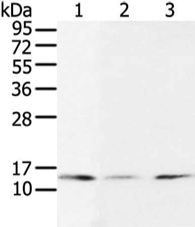 Rabbit Polyclonal Antibody to UBE2I