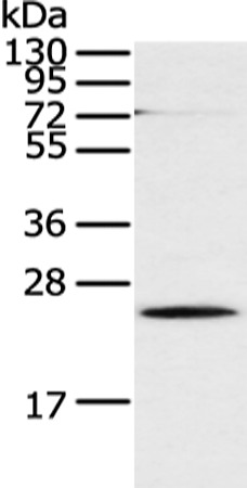 Rabbit Polyclonal Antibody to CLDN18