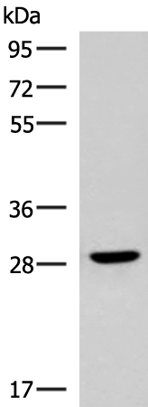 Rabbit Polyclonal Antibody to CLEC9A