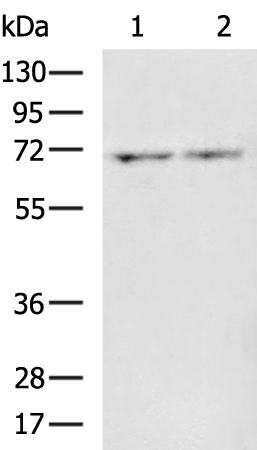Rabbit Polyclonal Antibody to IL18RAP