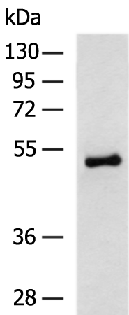 Rabbit Polyclonal Antibody to E2F1