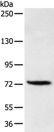 Rabbit Polyclonal Antibody to FOXP4