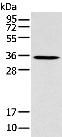 Rabbit Polyclonal Antibody to GFRA4