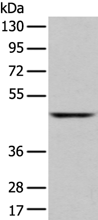 Rabbit Polyclonal Antibody to SLC2A6