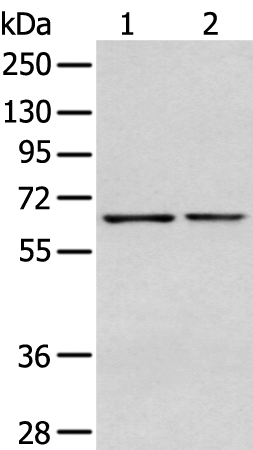 Rabbit Polyclonal Antibody to GPC1
