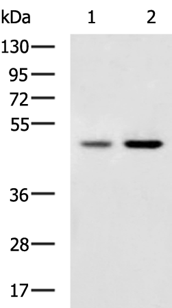 Rabbit Polyclonal Antibody to TNFRSF10A
