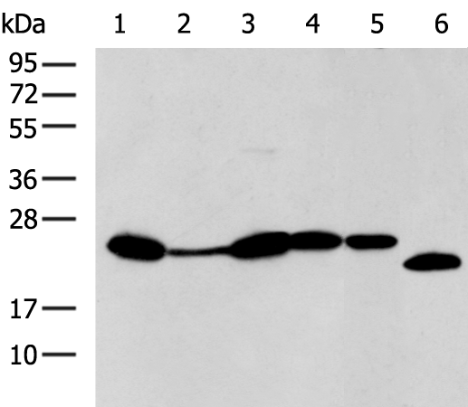 Rabbit Polyclonal Antibody to BCL2L11