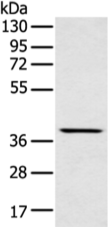 Rabbit Polyclonal Antibody to MAFA