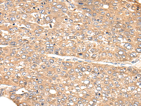 Rabbit Polyclonal Antibody to CHRNA9